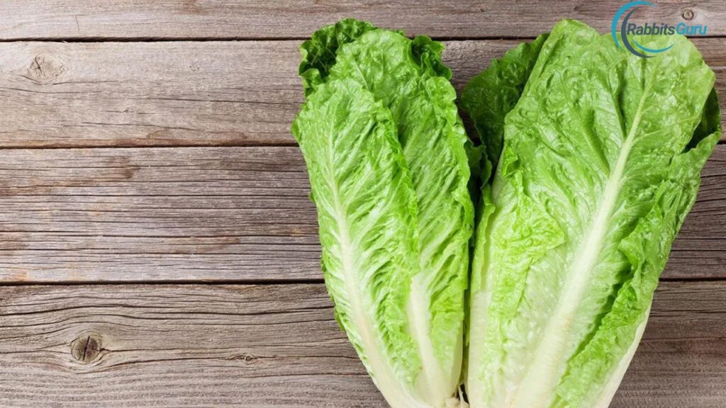 Romaine Lettuce