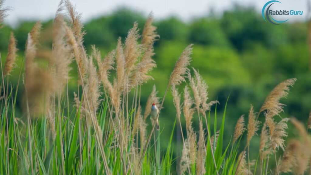 Timothy Grass