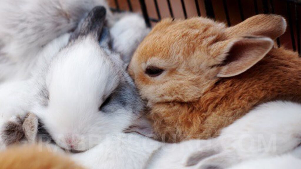 Can You Train A Rabbit to Sleep at Night? 