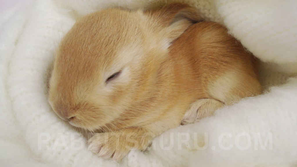 Top Ways to Ensure that Your Rabbits Sleep 