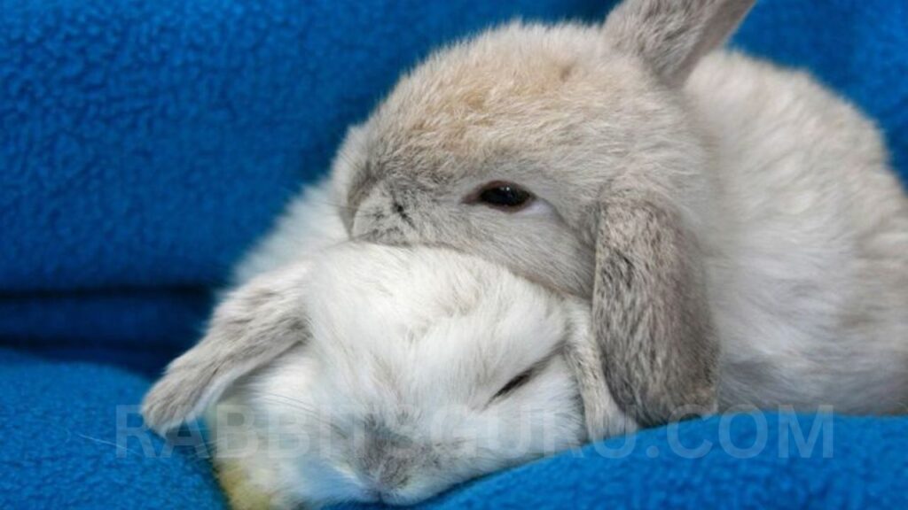 Can You Train A Rabbit to Sleep at Night? 