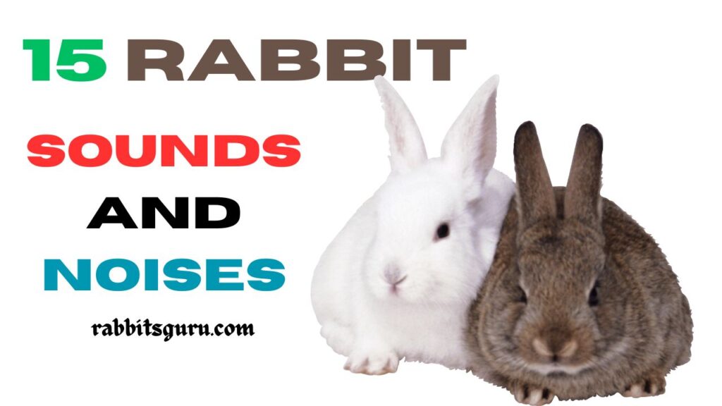 Rabbit Sounds and Noises