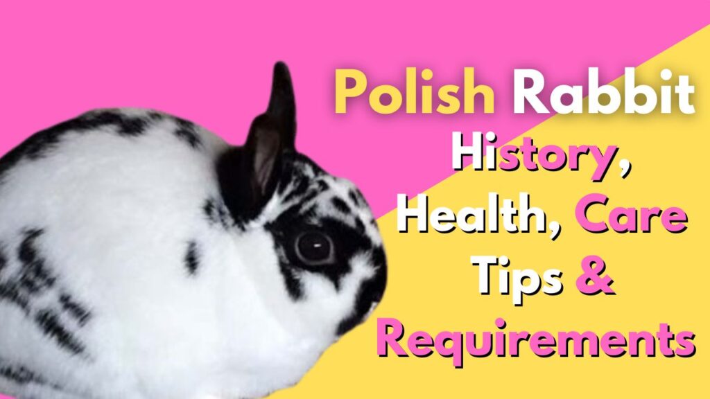 Polish Rabbit