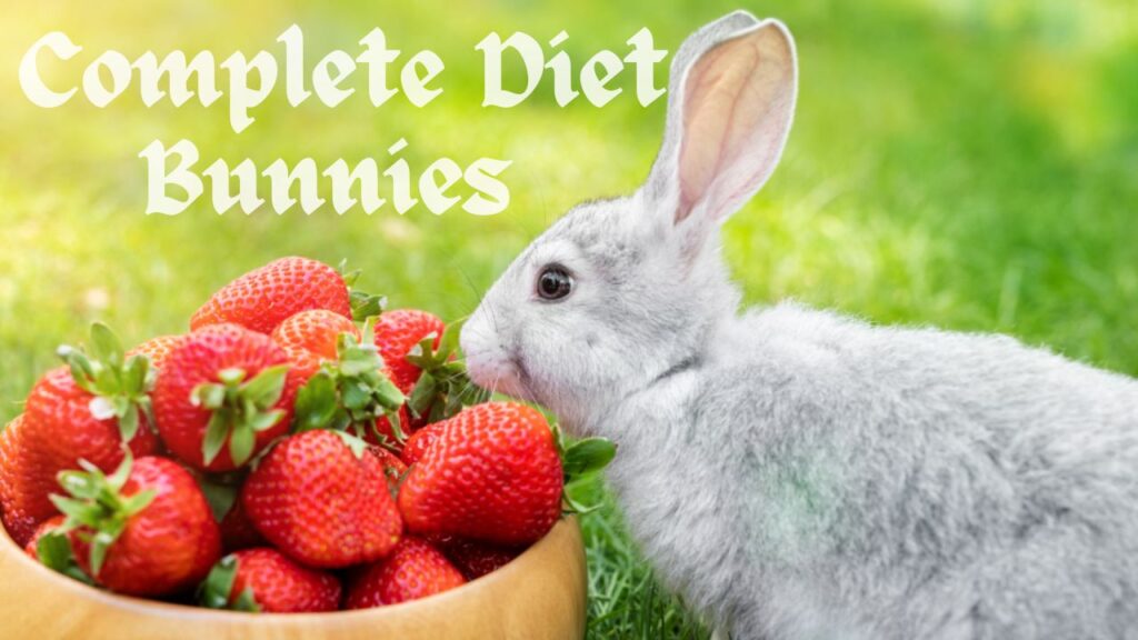  What Do Bunnies Eat