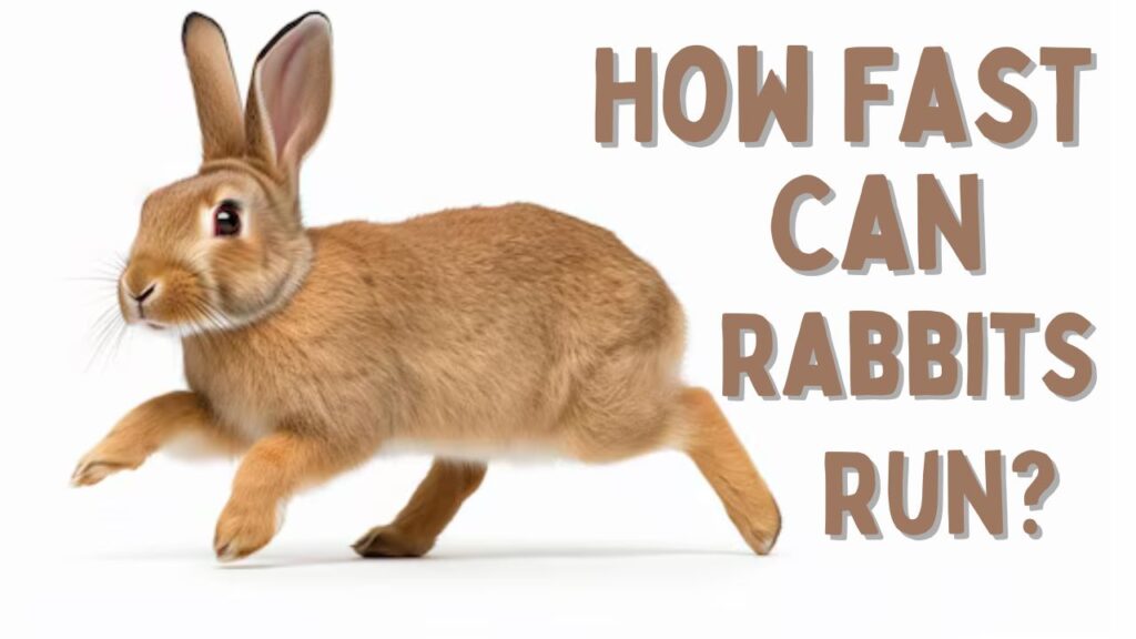 How Fast Can Rabbits Run?