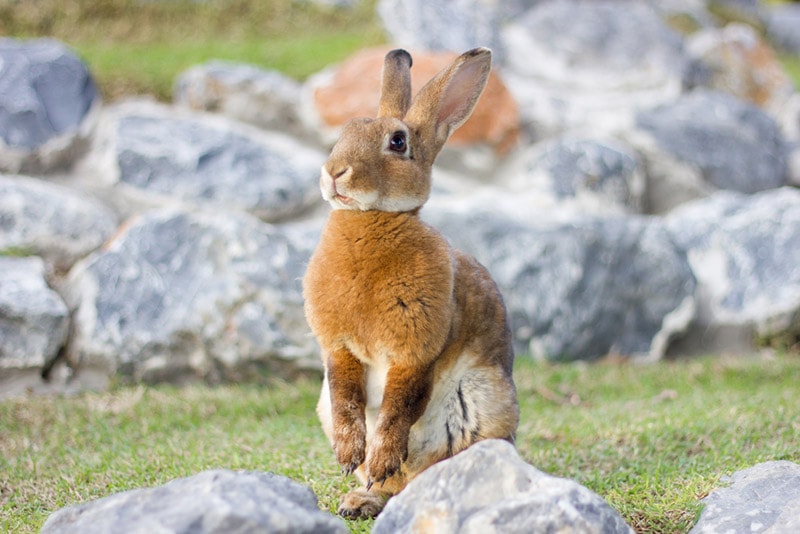 Mini Rex Rabbits Caring 