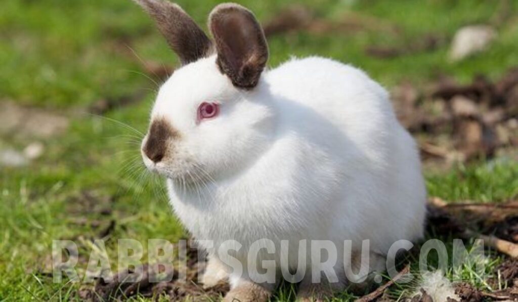 Californian Rabbit