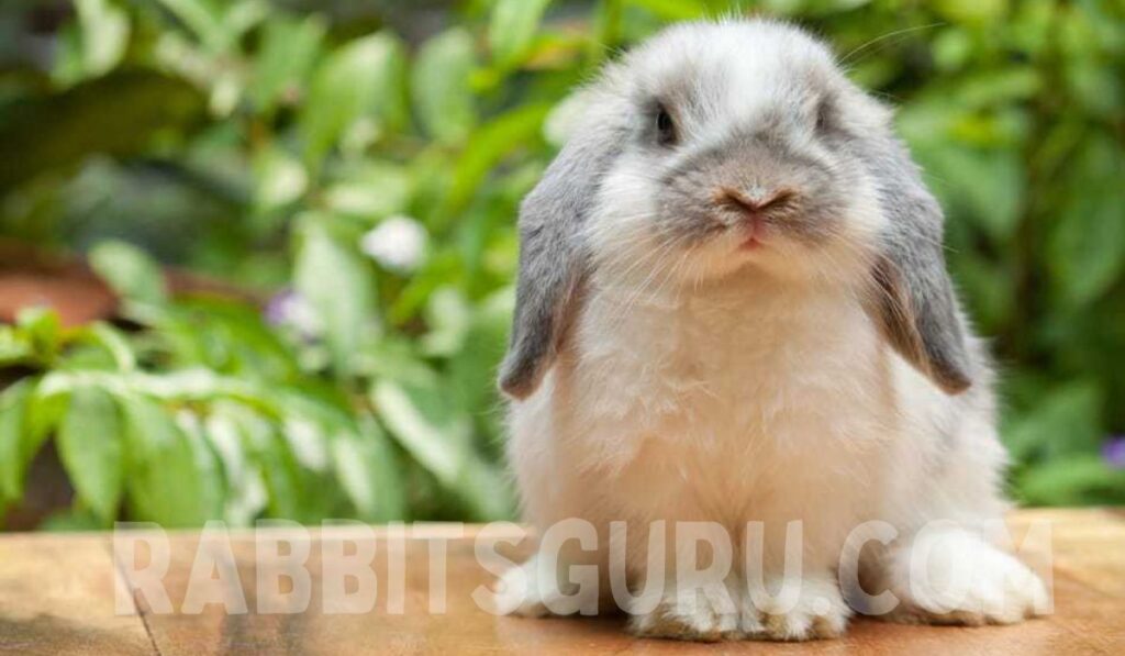 Physical Appearance of the Holland Lop Rabbit 