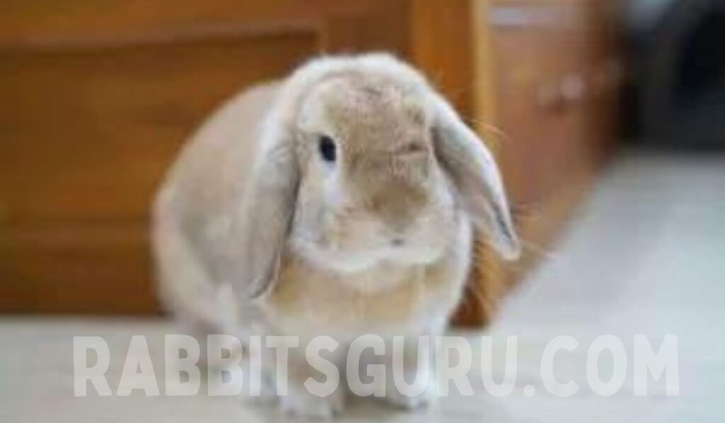 Choosing a Holland lop 