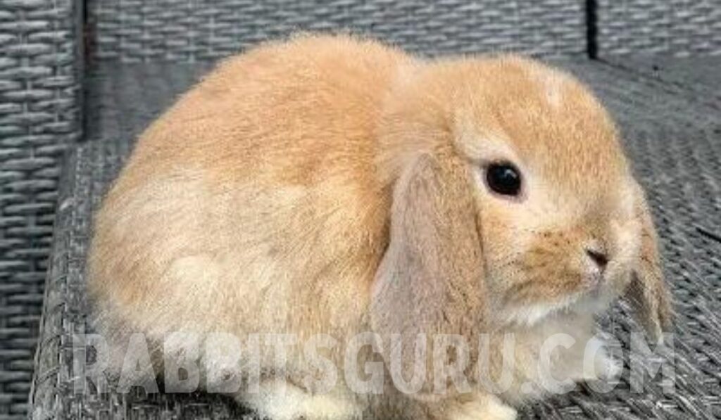 Holland Lop Health Problems