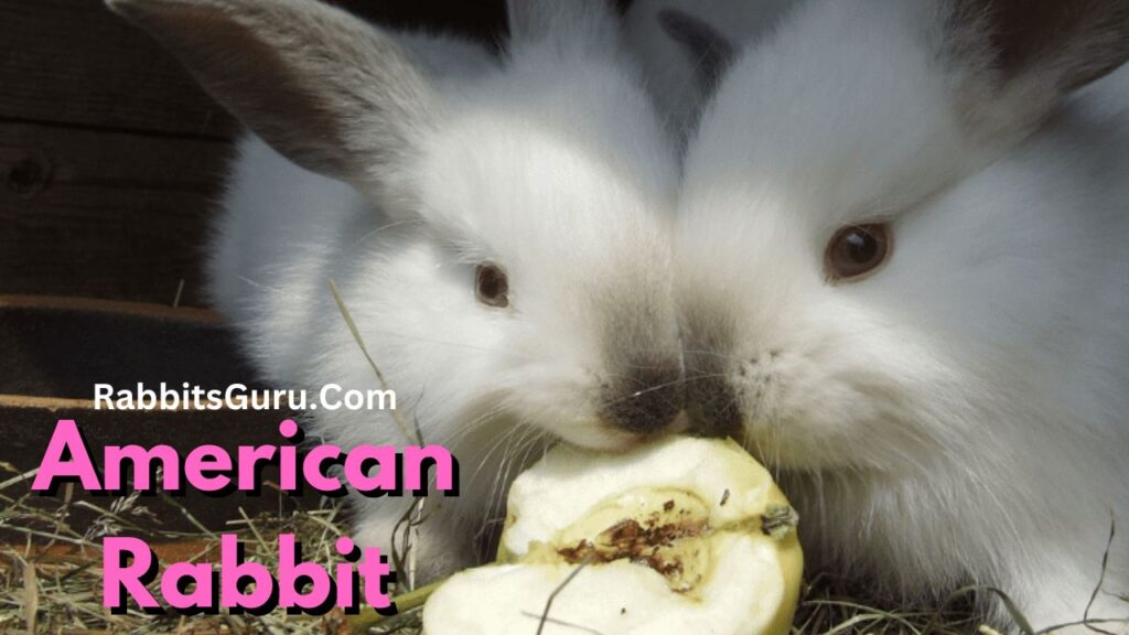 American Rabbit