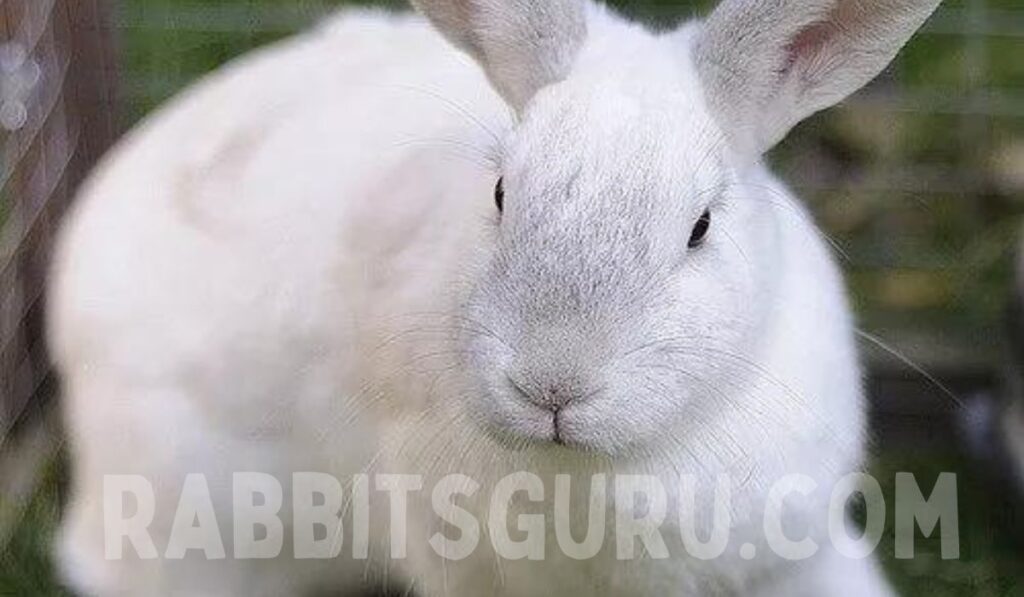 Physical Properties of American Rabbit 