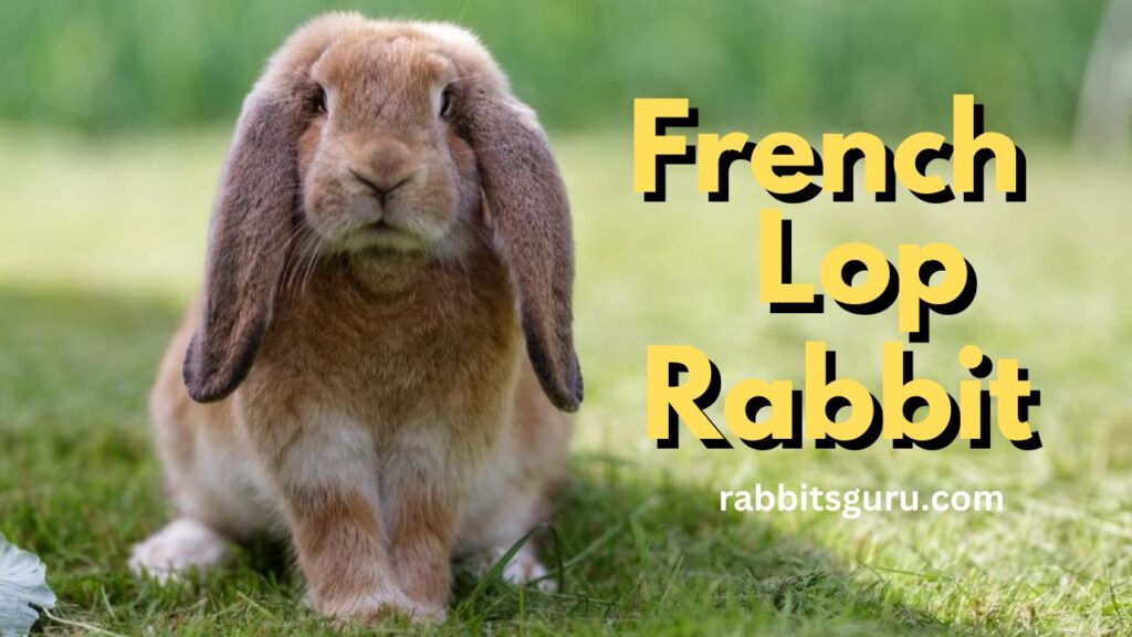 French Lop Rabbit