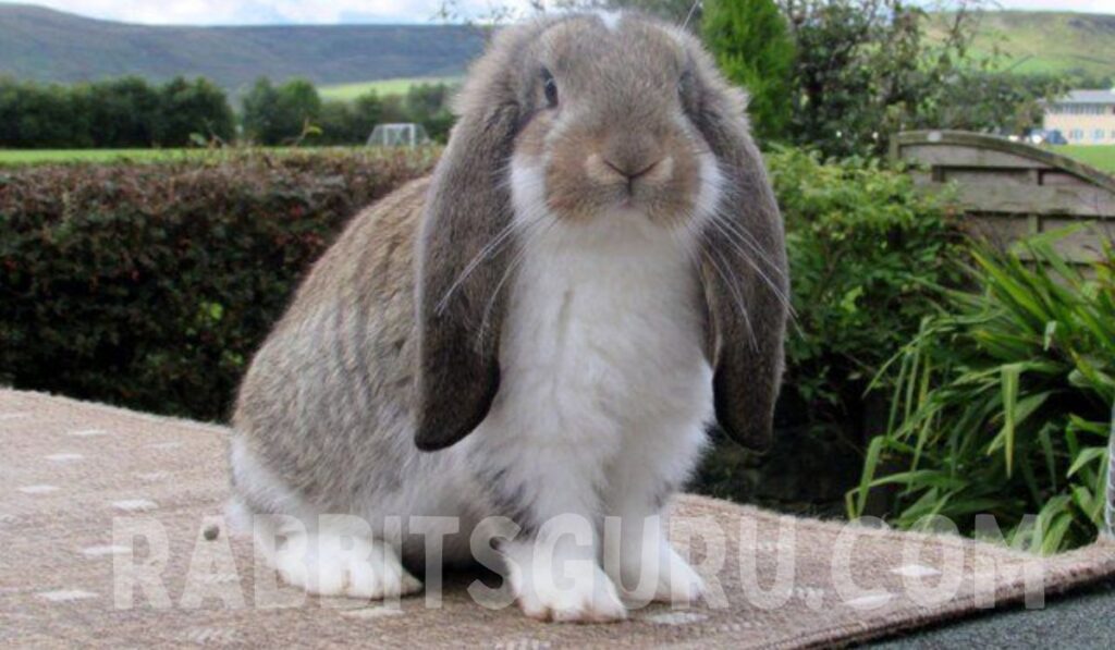 French lop rabbit Behavior and Temperament 