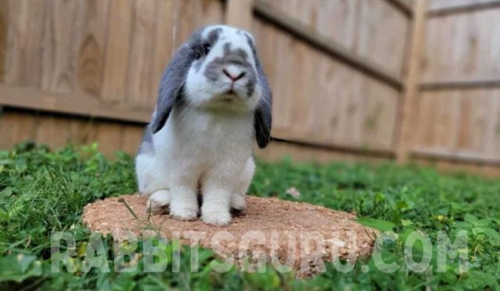 French lop rabbit behavior 