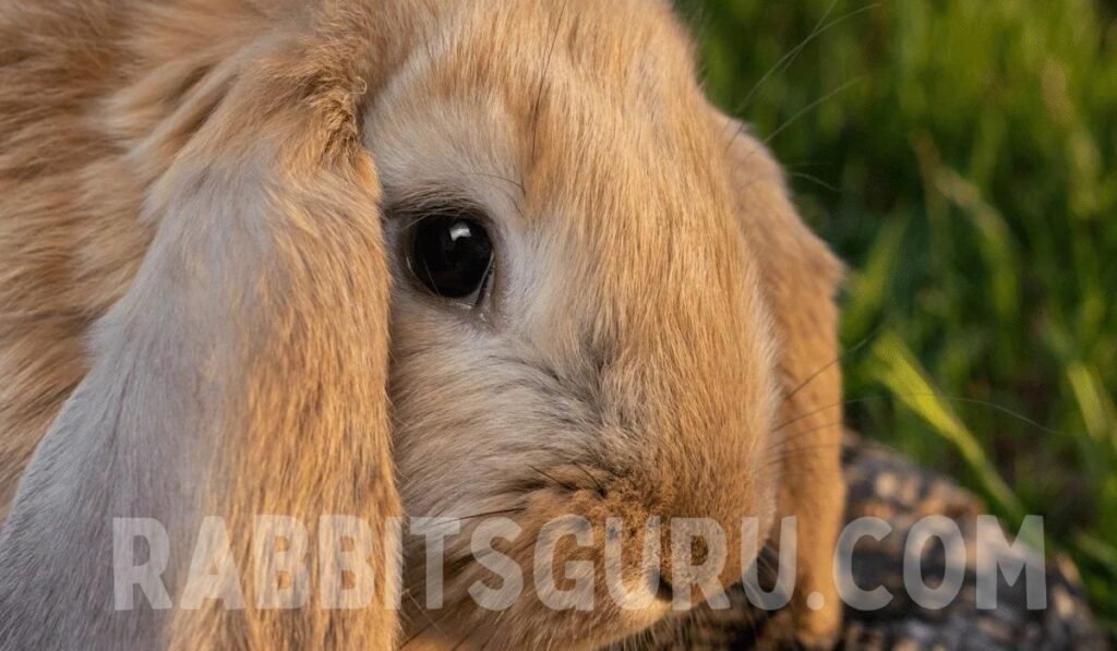 French Lop Rabbit Diet 