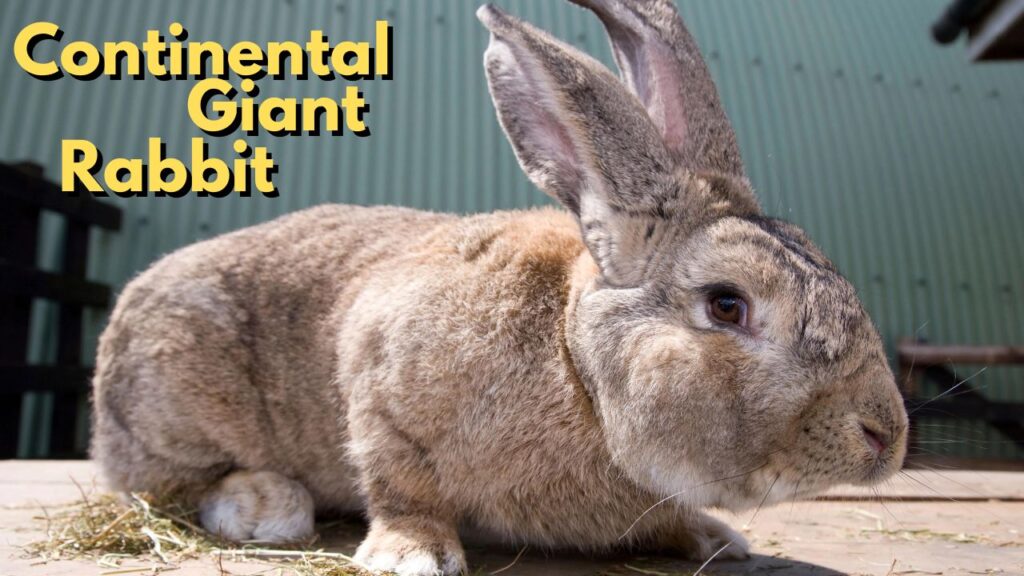 Continental Giant Rabbit