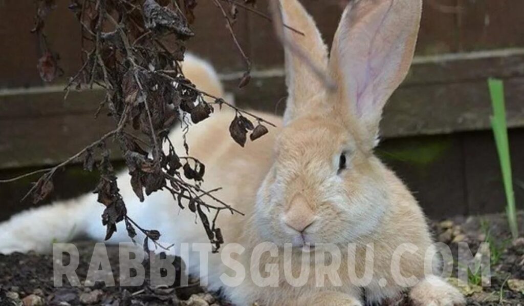 Health problems are common in rabbits 