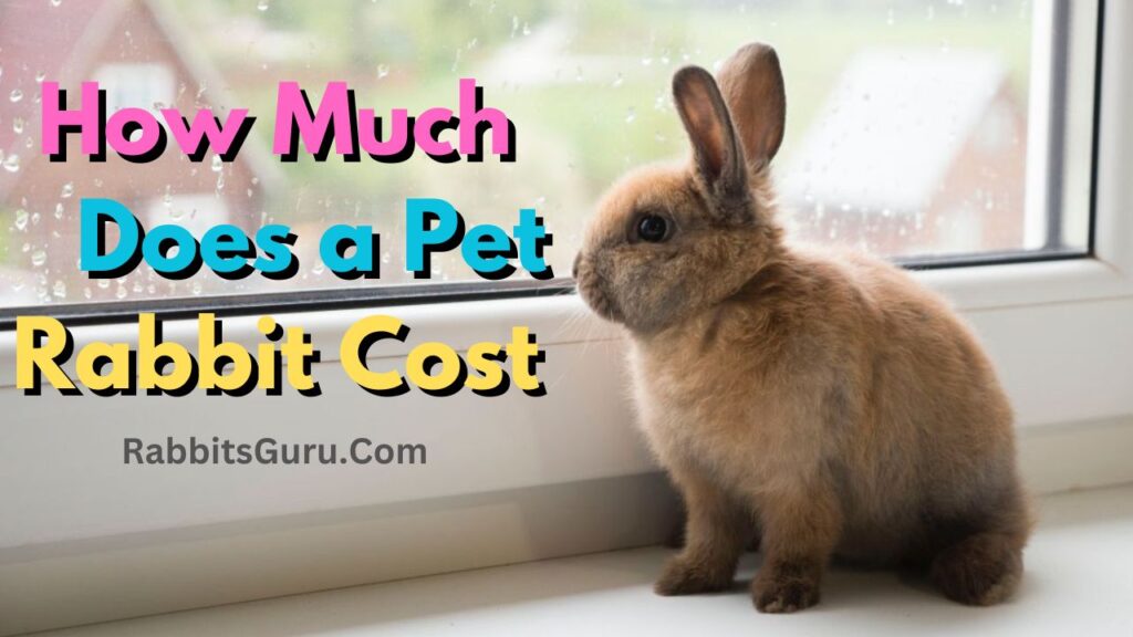 How Much Does a Pet Rabbit Cost 