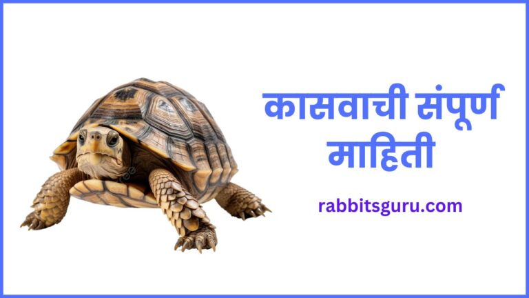 Tortoise Information In Marathi