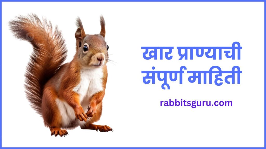 Squirrels Information in Marathi