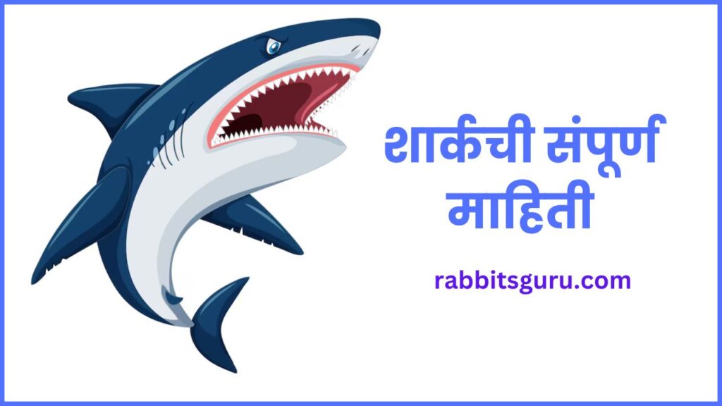 Shark Information in Marathi