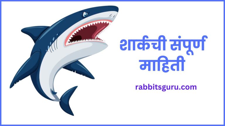 Shark Information in Marathi