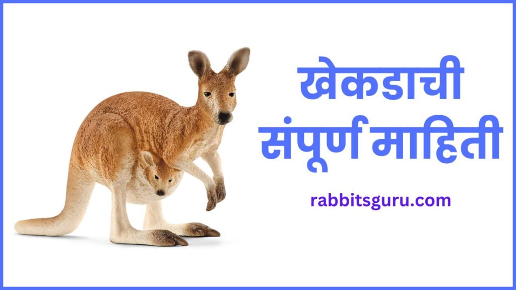 Kangaroo Information In Marathi