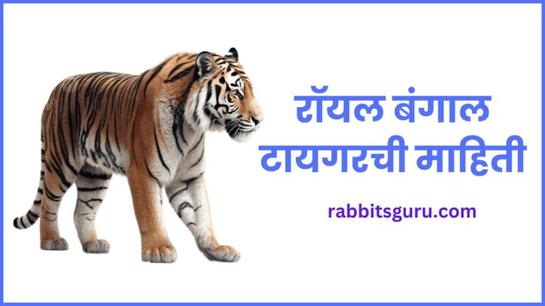 Royal Bengal Tiger Information In Marathi